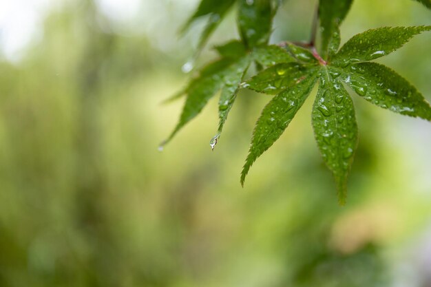 Blätter mit Wassertropfen nach dem Regen