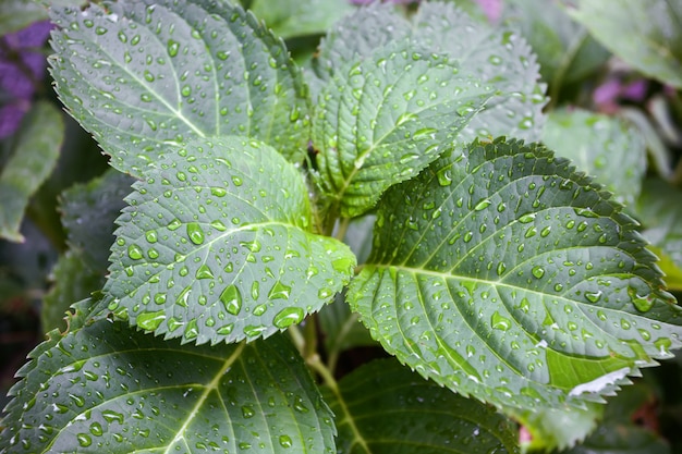 Blätter mit Wassertropfen