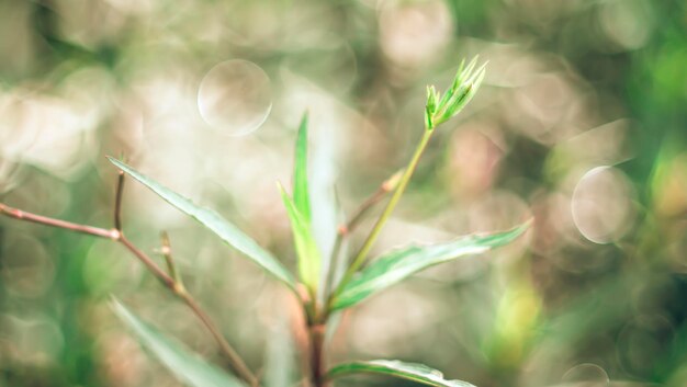 Blätter Pflanze Baum Grünton unscharfer Hintergrund mit Kopierraum für Text oder Bild Selektiver Fokus