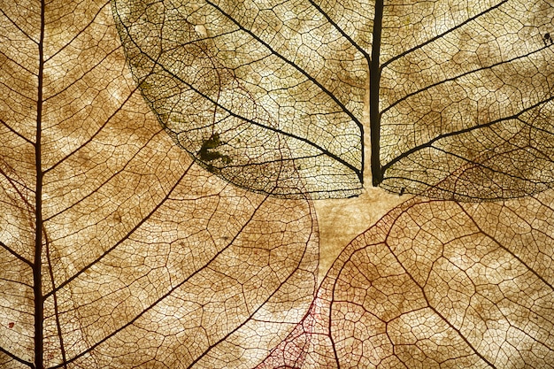 Blätter schließen Hintergrund. Trocknen Sie in alten Blättern mit einem Mikromuster auf einem hellen dekorativen Hintergrund