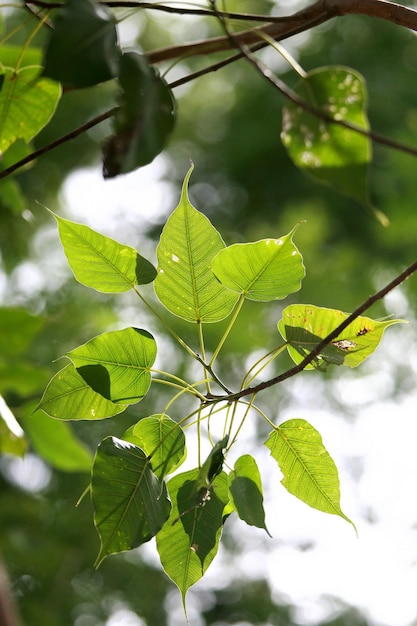 Blätter Tropische Waldbäume Textur Hintergrundbild