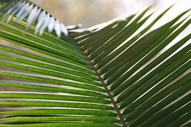 Blätter tropischer Waldbäume Textur Hintergrundbild
