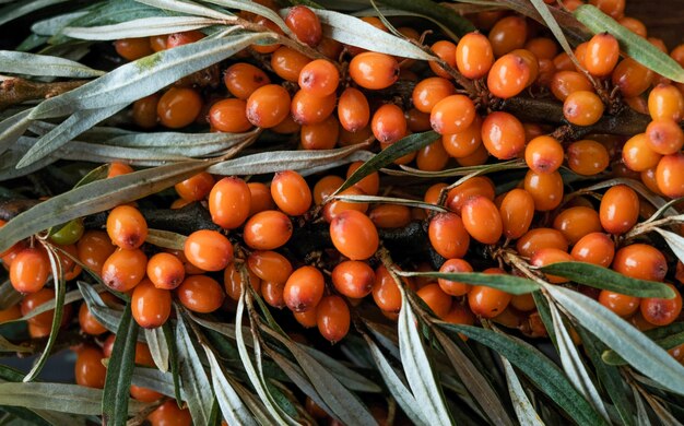 Blätter und Beeren des orange Sanddorns auf Holztisch