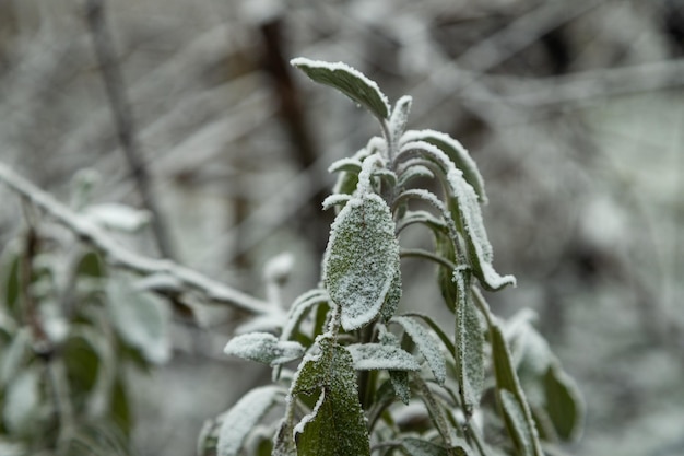 Blätter und Gras mit Raureif bedeckt. Abstrakter Blumenhintergrund, Garten und Winterkonzept. Frost Textur, Nahaufnahme, flache Lage, Ansicht von oben.