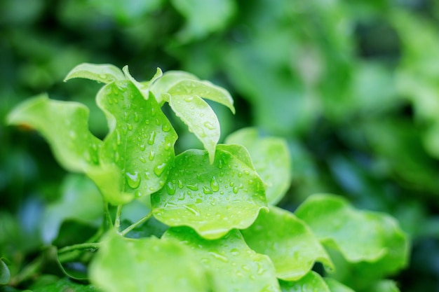 Foto blätter und tröpfchen in der regenzeit