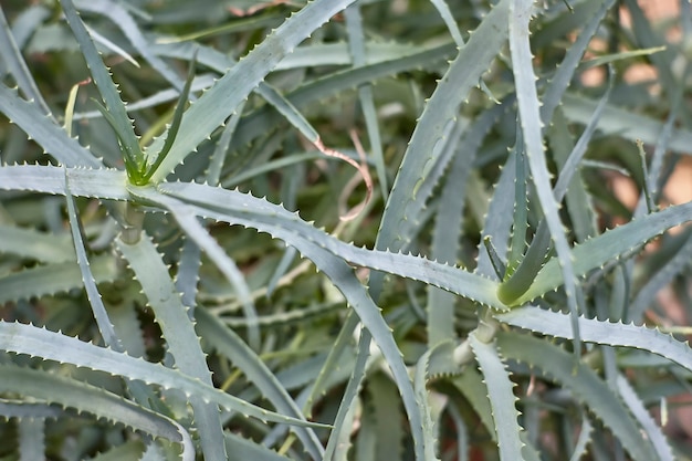 Blätter und Verzweigungen der Aloe Vera Pflanze