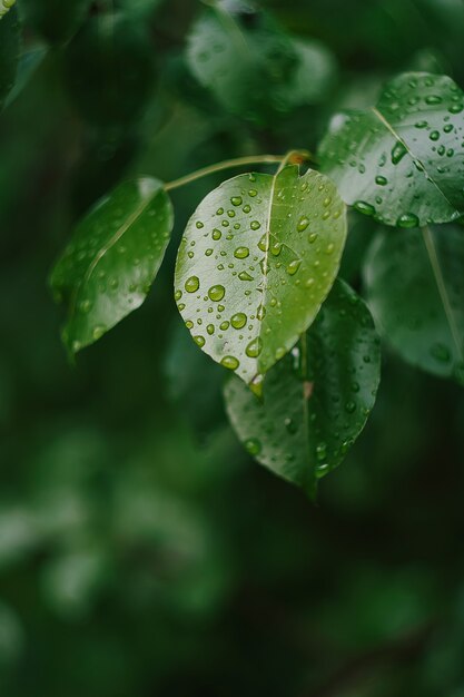 Blätter und Wasserregen Tautropfen Details