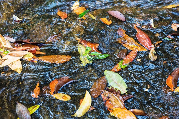 Blätter von Bäumen im Fluss