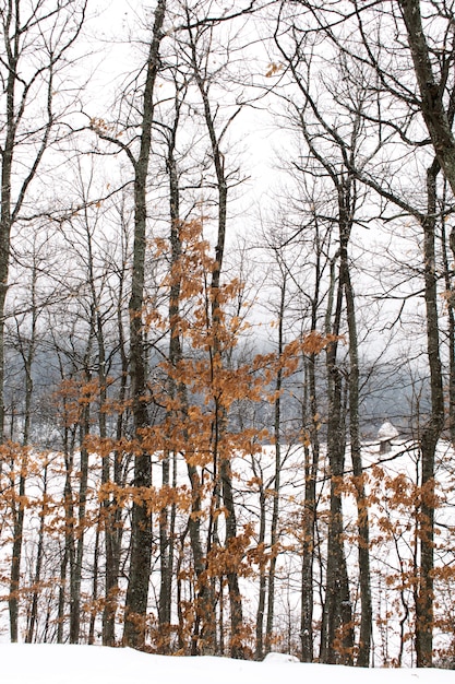 Blätter von eiche mit raureif im wald im winter