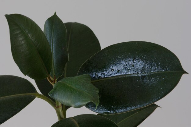 Blätter von Ficus mit Wassertropfen im Haustopf drinnen