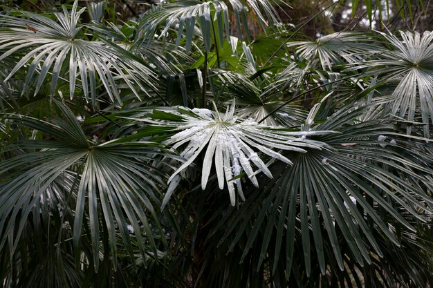 Blätter von Palmen bedeckt mit Schnee Hintergrund das Konzept eines unerwarteten Kälteeinbruchs