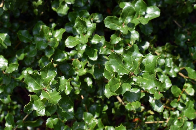 Blätter von Quercus agrifolia, einer in Kalifornien beheimateten Eiche, die im Landschaftsbau verwendet wird