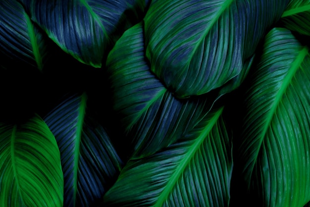 Blätter von Spathiphyllum Cannifolium abstrakte grüne dunkle Textur Natur Hintergrund tropisches Blatt