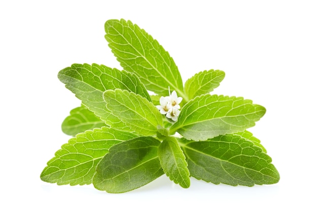 Blätter von Stevia