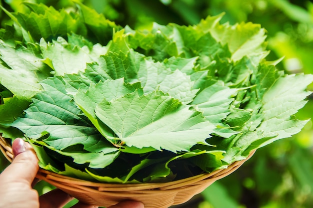 Blätter von Trauben zum Kochen Dolma. Selektiver Fokus