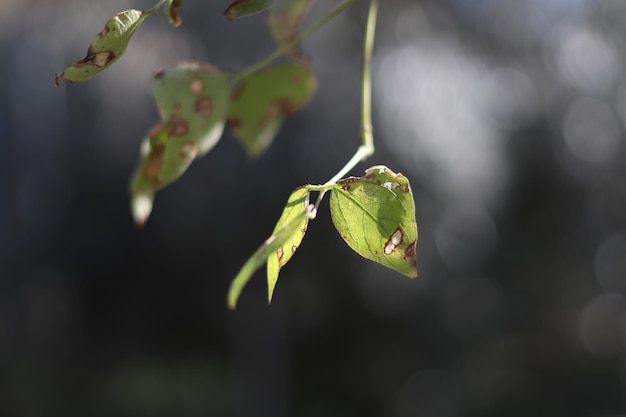 Blätter zum Trocknen an einem sonnigen Wintertag gekippt Kostenlose Fotos