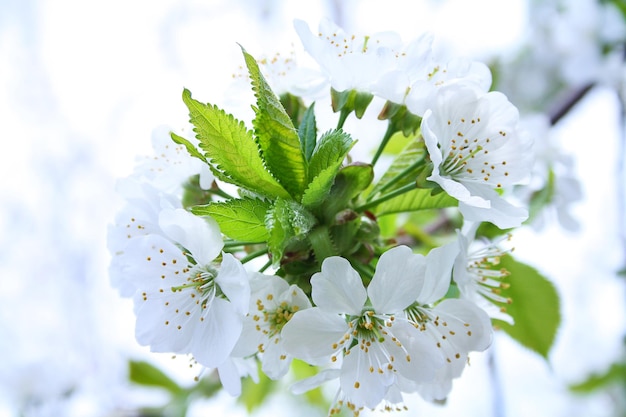 Blanca flor de cerezo