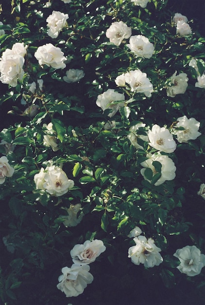 Foto blanca flor