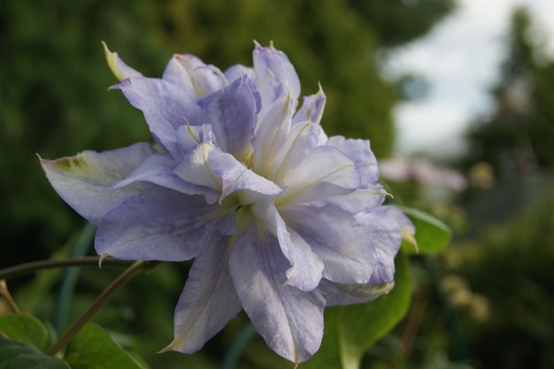 Blanca Flor