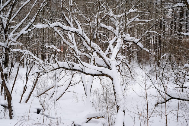 Blanca nieve en las ramas de un árbol desnudo en un día helado de invierno de cerca Fondo natural Fondo botánico selectivo Foto de alta calidad