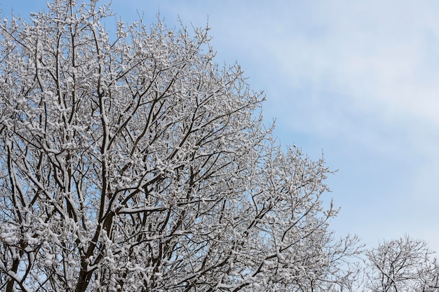 Blanca nieve en las ramas de un árbol desnudo en un día helado de invierno de cerca Fondo natural Fondo botánico selectivo