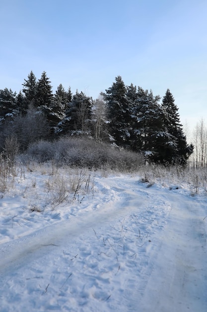Blanca nieve en las ramas de un árbol desnudo en un día helado de invierno de cerca Fondo natural Fondo botánico selectivo