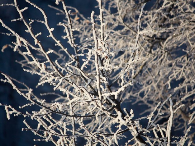 Blanca nieve en las ramas de los árboles desnudos en un día de invierno helado primer plano