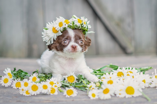 Blanco con cachorro de chihuahua de orejas marrones sentado, sobre su cabeza una corona de margaritas, sobre un fondo de madera gris.