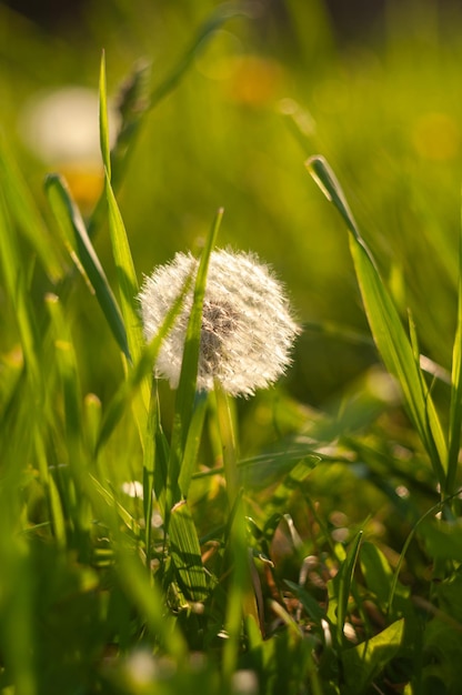 El blanco cierra el diente de león entre la hierba verde en verano. Hora de verano. Una maleza de belleza en el parque.