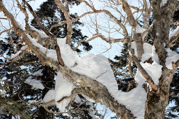 El blanco como la nieve en los árboles con el cielo azul. Temporada de invierno