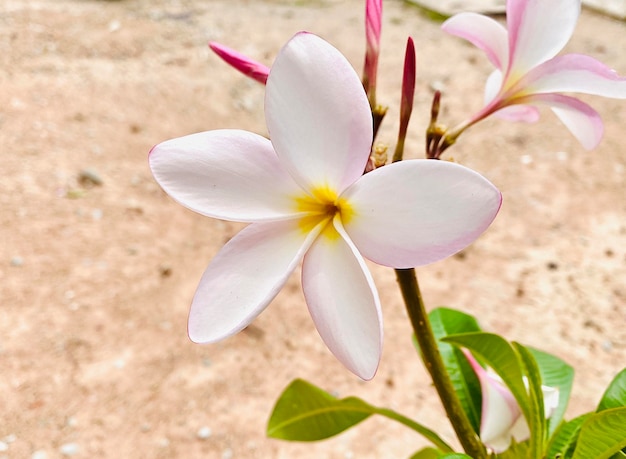 Blanco Frangipani blanco Plumeria Templo Árbol Cementerio Árbol Las flores que florecen en el jardín l