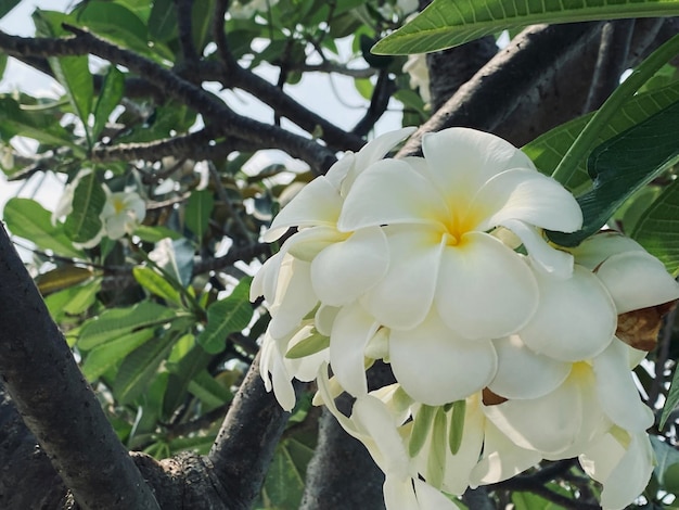 Blanco Frangipani blanco Plumeria Templo Árbol Cementerio Árbol Las flores que florecen en el jardín l