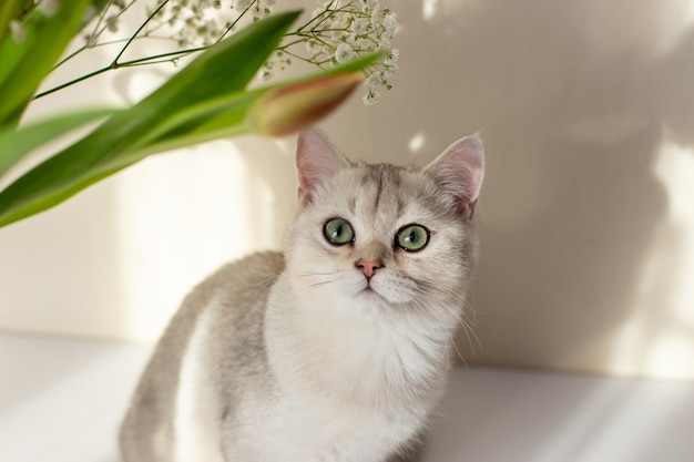 Blanco gato británico gris claro mira hacia arriba ojos verdes se sienta junto a un ramo de flores