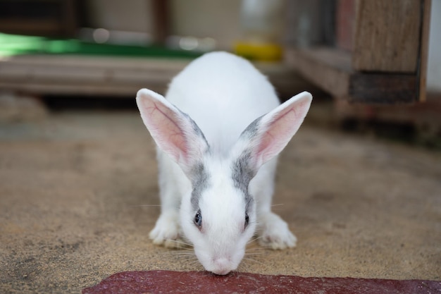 Blanco y gris esponjoso adorable joven conejo de pie en el establo