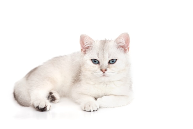 Blanco hermoso gatito chinchilla de plata británica se encuentra con ojos azules aislado en una superficie blanca