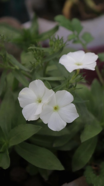 Foto blanco hermoso impacientes_flores fondo verde