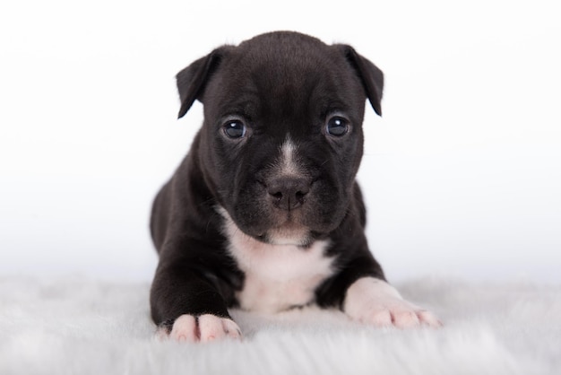 Blanco y negro americano staffordshire terrier perro o amstaff cachorro sobre fondo blanco.