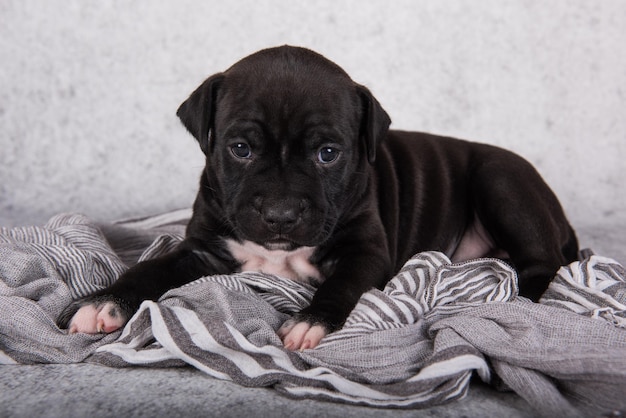 Blanco y negro americano staffordshire terrier perro o amstaff cachorro sobre fondo gris