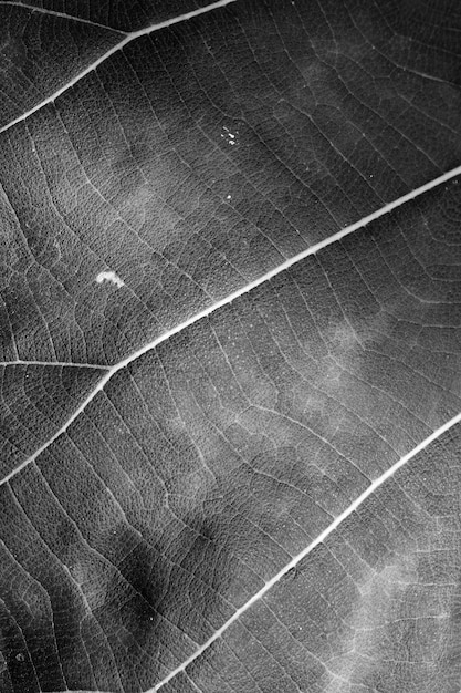 Blanco y negro de cerca la textura de la hoja