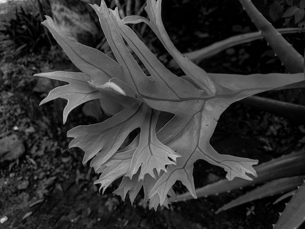 Blanco negro decorado con hojas verdes en el fondo del jardín