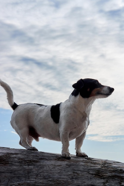 Blanco y negro de pelo liso manchado Jack Russell Terrier se encuentra en un árbol caído contra el cielo azul