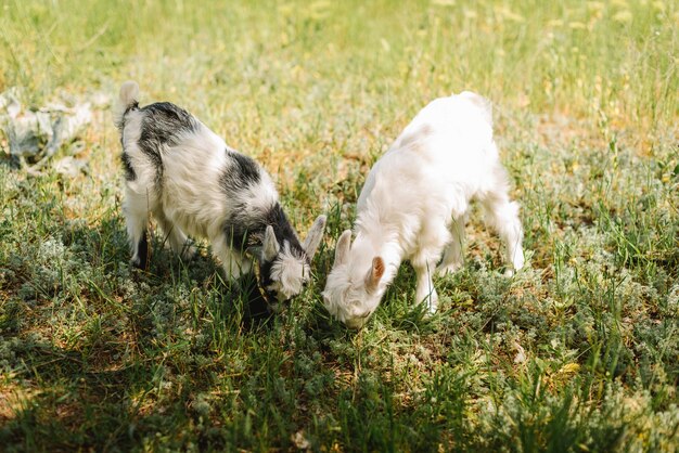 Blanco y negro pequeño bebé recién nacido cabra comiendo hierba en la granja de campo