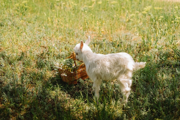 Blanco y negro pequeño bebé recién nacido cabra comiendo hierba en la granja de campo