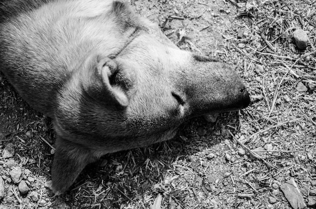 Blanco y negro de perro como sueño en el suelo.