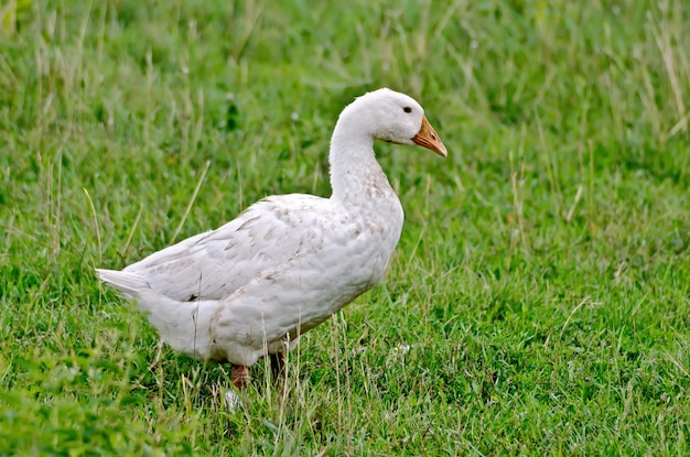 Blanco con plumas de ganso gris pastan en la hierba verde