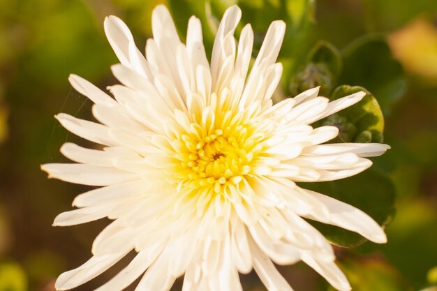 Blanco con primer plano de flor de crisantemo medio amarillo