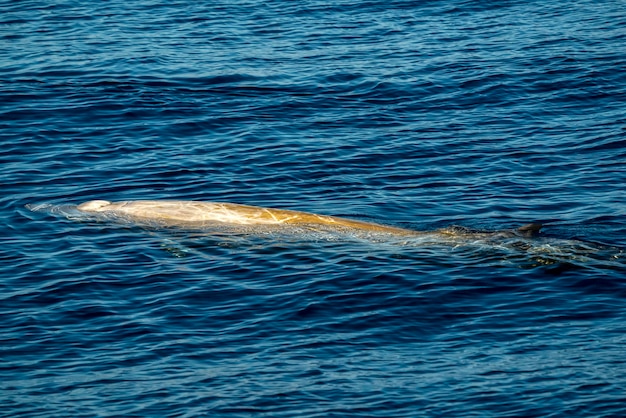 Blanco Raro Ganso Ballena picuda Delfín Ziphius cavirostris