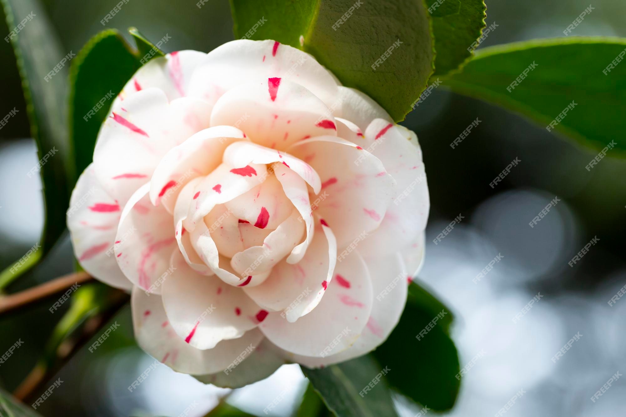 Blanco rojo perfecto flor de camelia en plena floración primer plano macro  flor de camelia blanca una camellia japonica lavinia maggi fondo de flores  de primavera abril | Foto Premium