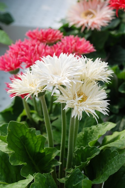 Blanco y rosa Gerbera daisy Gerbera planta en maceta sobre la mesa Flores de plena floración