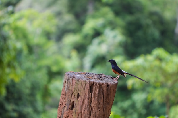 Blanco-rumped Shama de pie en una rama